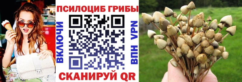 цена Нея Галлюциногенные грибы Psilocybe
